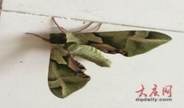 树叶白衣最新爆料,揭秘娱乐圈惊人内幕