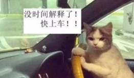柳州胖猫爆料最新消息,揭秘事件背后惊人真相！