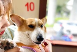 新瓜最新爆料搞笑,笑料连连，揭秘娱乐圈那些不为人知的趣事